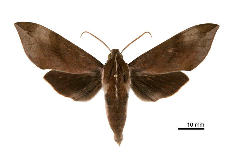 Ampelophaga rubiginosa myosotis Male